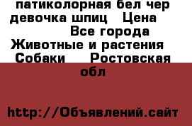 патиколорная бел/чер девочка шпиц › Цена ­ 15 000 - Все города Животные и растения » Собаки   . Ростовская обл.